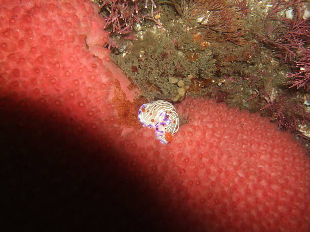 dorid nudibranche - zippyzoo photos et images de collection