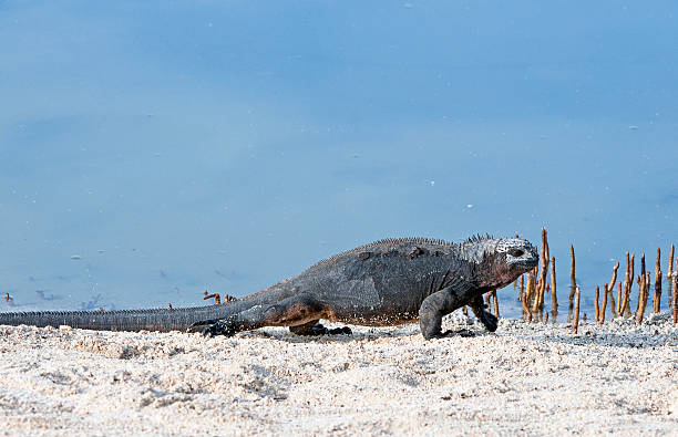 istock Marine Iguana walkabout, Galapgos Islands, Ecuador 469912028