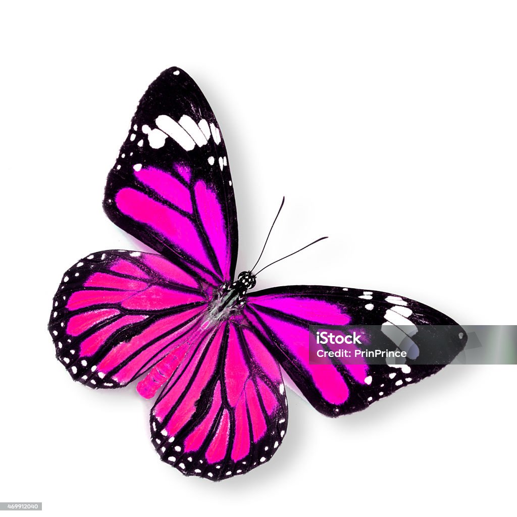 Beautiful Pink Butterfly (Common Tiger) on white background 2015 Stock Photo