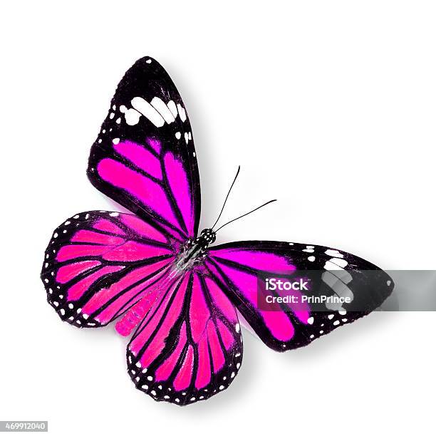 Beautiful Pink Butterfly On White Background Stock Photo - Download Image Now