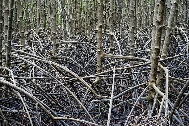 root of mangrove in forest