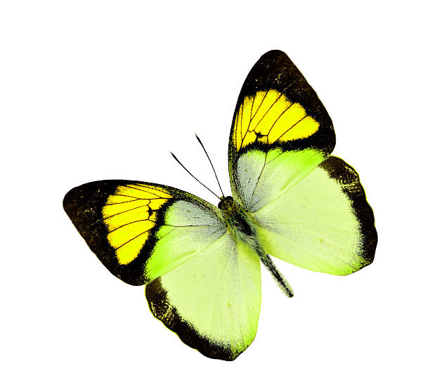 istock Yellow Butterfly flying isolated on white background 469912650