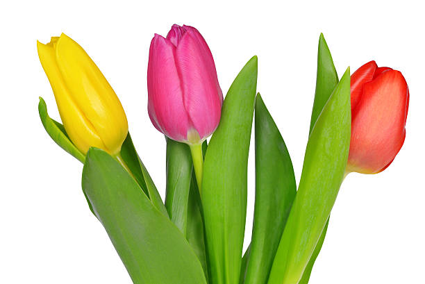 istock Purple, yellow and red tulip 469912974