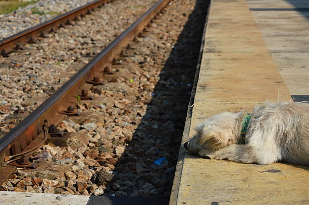 istock dog at the railway 469915248