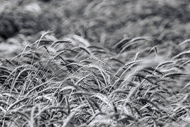 、小麦、ブラックおよびホワイト - barley black stem wheat ストックフォトと画像
