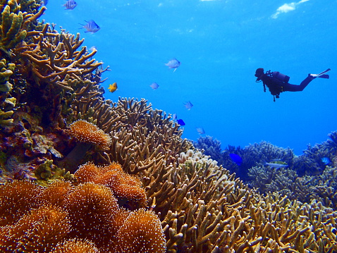 Male diver to scuba diving in the coral reef.