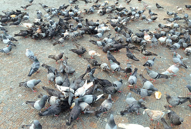 istock Group of Pigeons Eating Bread 469915948