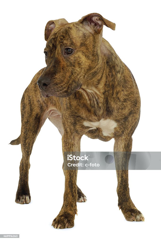 Dog on a white clean background Staffordshire terrier dog standing on a clean white background. Animal Stock Photo