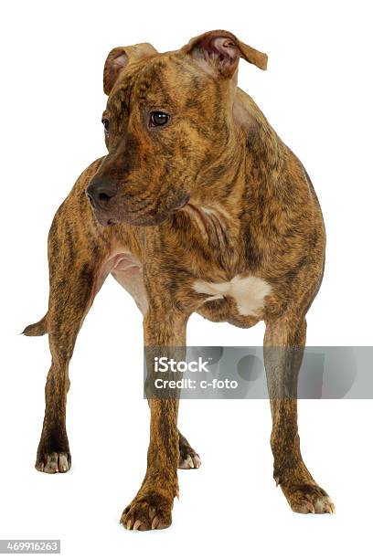 Dog On A White Clean Background Stock Photo - Download Image Now - Animal, Canine - Animal, Cute