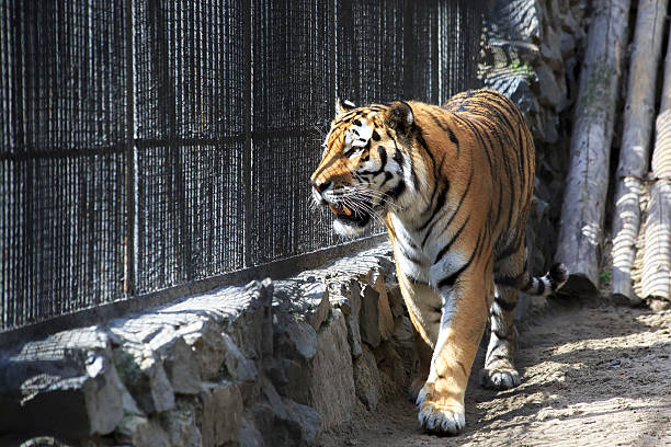 istock Beautiful Siberian tiger in a cage. 469916963