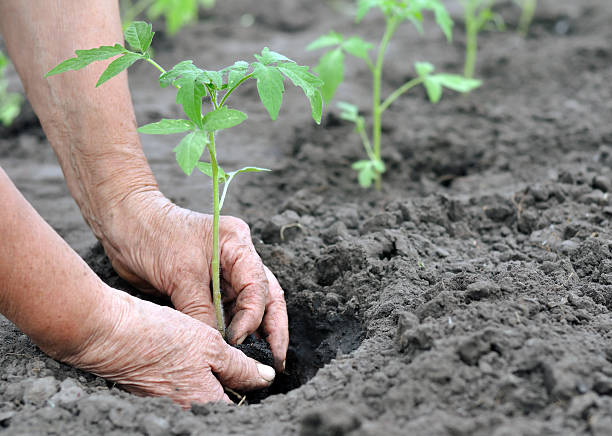 istock farmer planting a tomato seedling 469917448