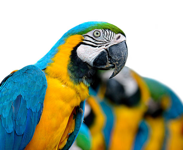 istock Blue and gold macaw birds on white background 469918820