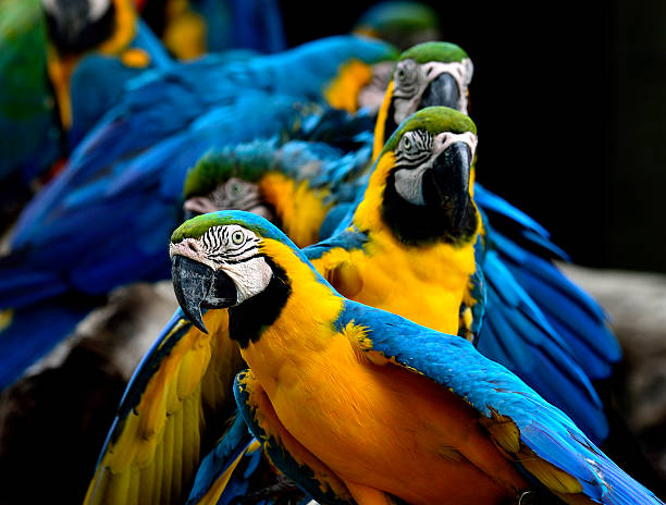 istock Blue and Gold macaw parrot birds background 469919078