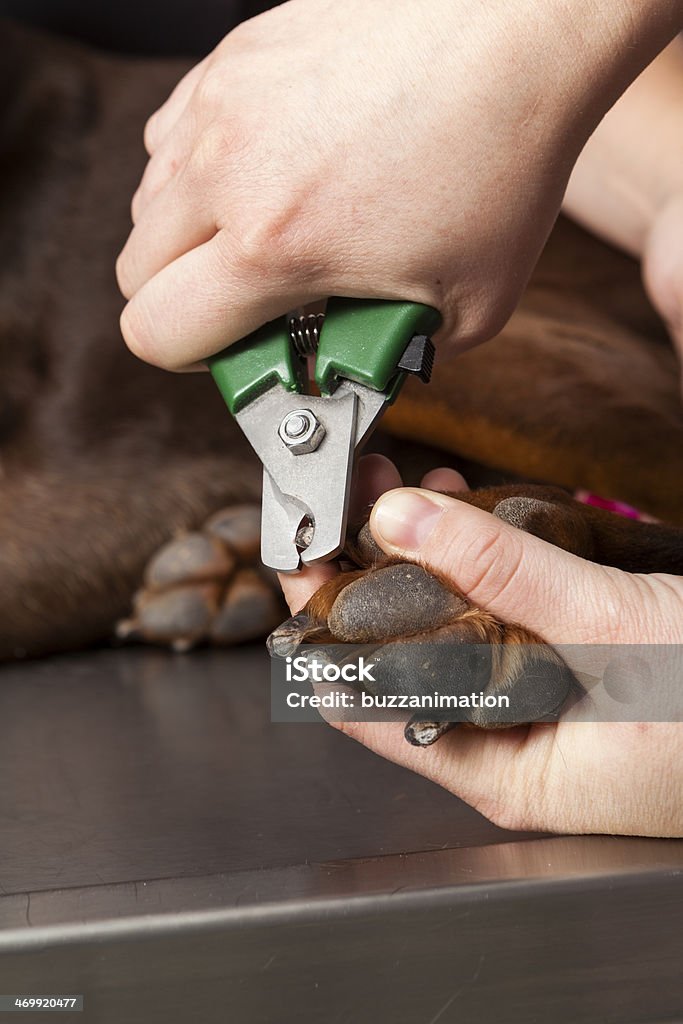 Cane di taglio s Claw - Foto stock royalty-free di Accudire