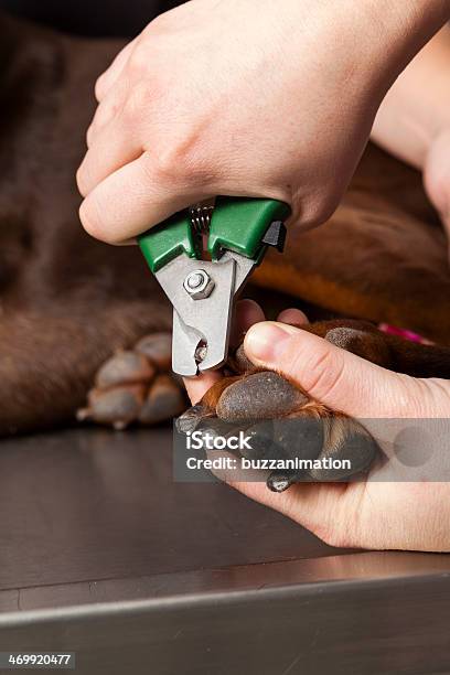 Cane Di Taglio S Claw - Fotografie stock e altre immagini di Accudire - Accudire, Animale, Animale da compagnia