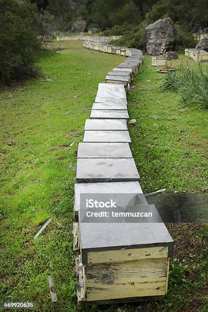 Bienenstock Stockfoto und mehr Bilder von Agrarbetrieb - Agrarbetrieb, Apis, Baum