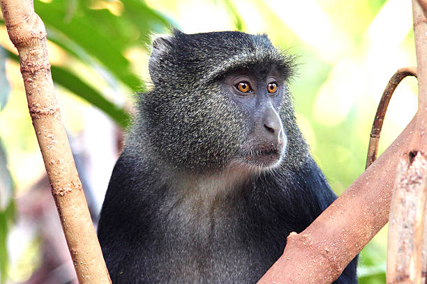 Portrait of a blue diademed monkey, Cercopithecus mitis, between the vegetation. The name is give from little hair on its face and this does sometimes give a blue appearance.