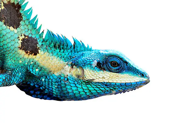 Blue Lizard Head closeup isolated on white background (lacerta viridis), colorful lizard