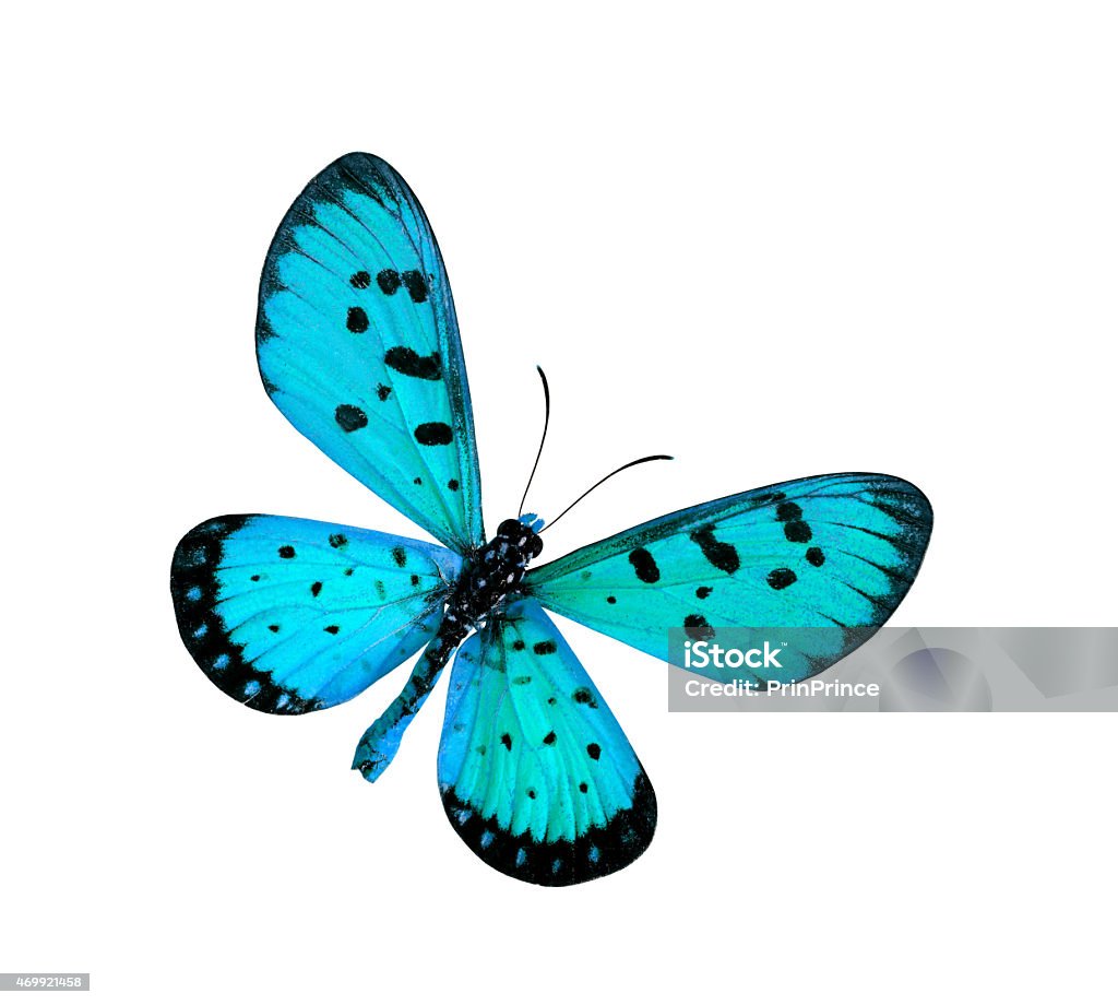 Blue Butterfly in fancy color (Tawny Coster butterfly) isolated Blue Butterfly in fancy color (Tawny Coster butterfly) isolated on white background 2015 Stock Photo