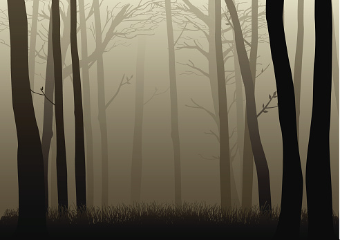 Vector illustration of misty woods