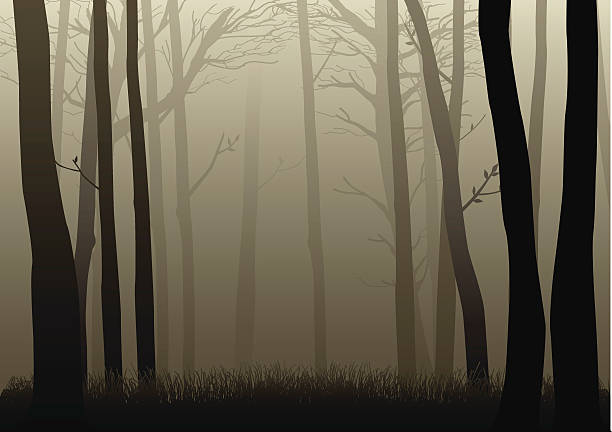Misty Woods Vector illustration of misty woods background of woodland stock illustrations