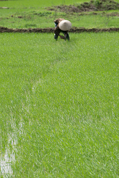 istock Vietnamese rice paddy workers planting rice by hand 469922088