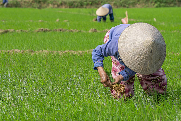 istock Vietnamese rice paddy workers planting rice by hand 469922154