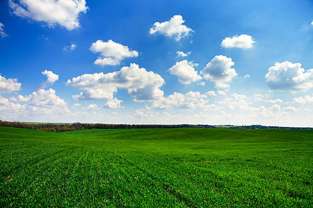 istock Beatiful morning green field with blue heaven 469922434