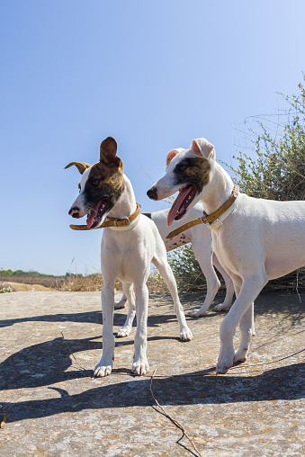 Three terrier puppies enjoying the Malta sun.