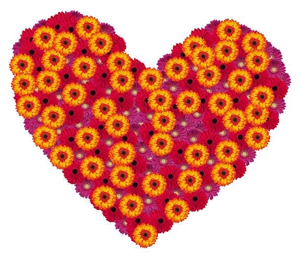 istock Heart from gerbera flowers 469922658