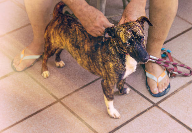 istock Beautiful mutt dog putting dog collar for a walk. 469922878