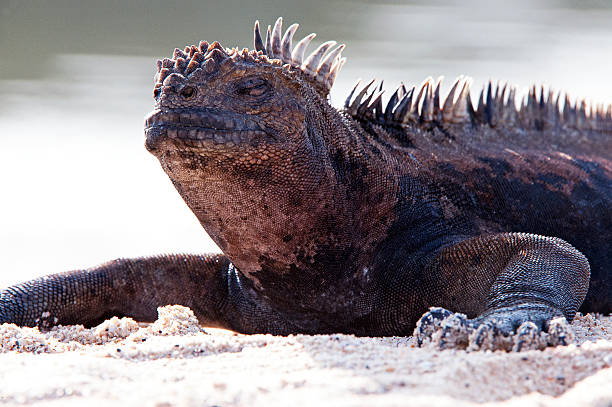 istock Marine Iguana closeup, Galapagos Isalnds, Ecuador 469922880