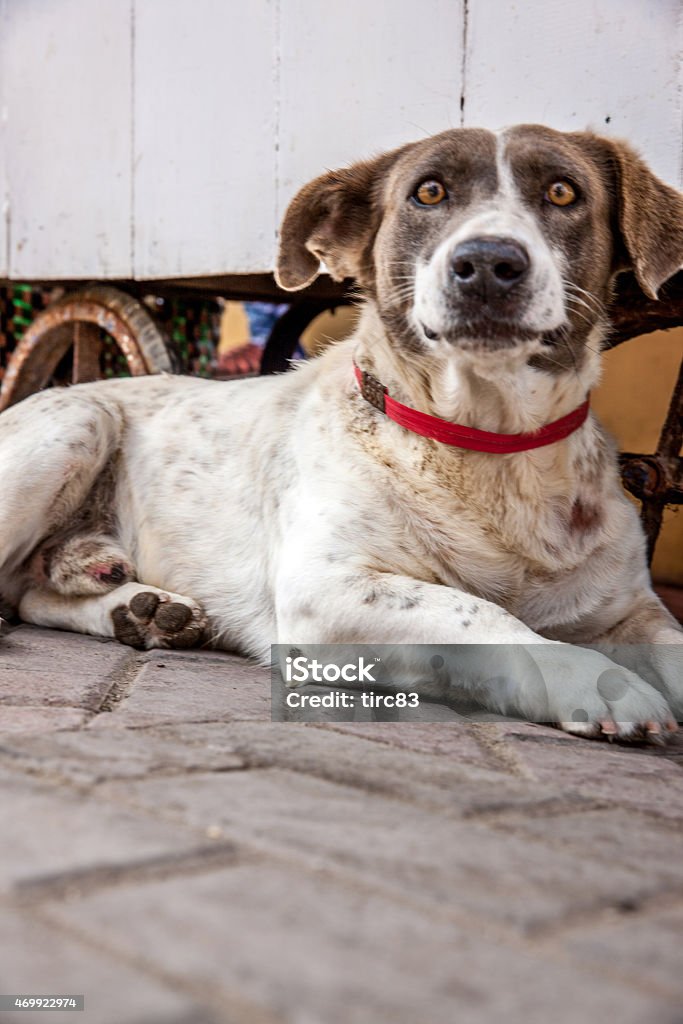 Mongrel dog lying down on Peruvian street 2015 Stock Photo