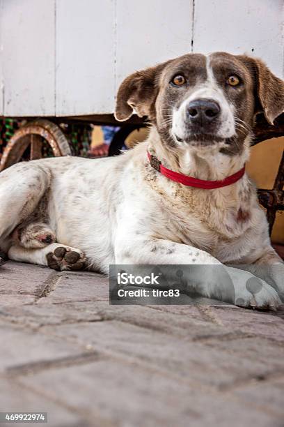 Mongrel Dog Lying Down On Peruvian Street Stock Photo - Download Image Now - 2015, Animal, Canine - Animal