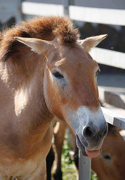 istock Przewalski's horse 469923068