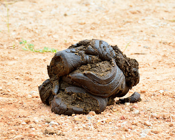 Bullshit or Cow feces on the earth, manure Bullshit or Cow feces on the earth, Cow manure is a natural organic fertilizer cow dung stock pictures, royalty-free photos & images