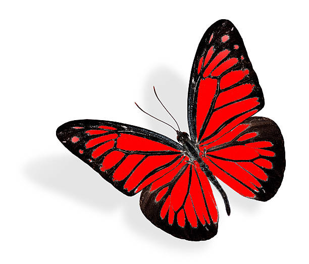istock The beautiful Red Butterfly flying on white background with soft 469923474