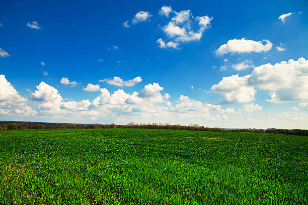 istock Beatiful morning green field with blue heaven 469924096