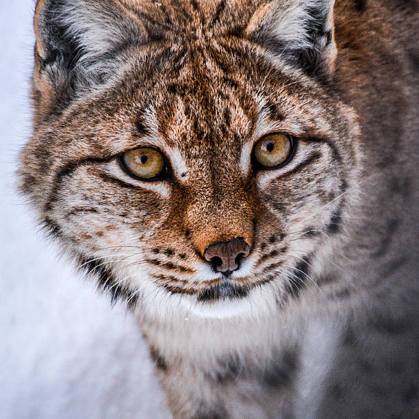 istock European lynx in the snow 469924624