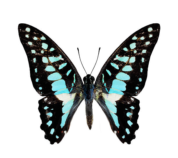 istock Beautiful Common Jay Butterfly in natural color profile isolated 469924924