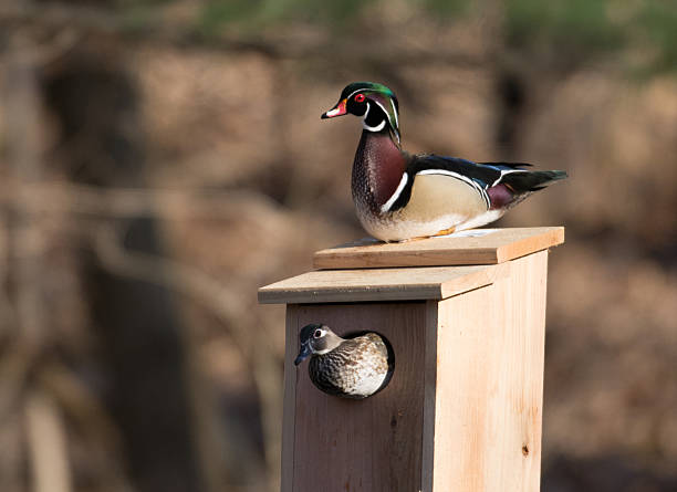 雄および雌の木製ダック - birdhouse bird animal nest birds nest ストックフォトと画像