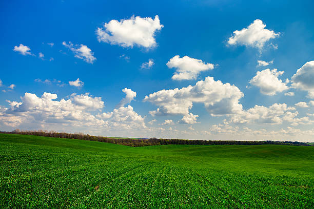 istock Beatiful morning green field with blue heaven 469925170