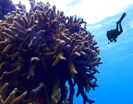 Male diver to scuba diving in the coral reef.