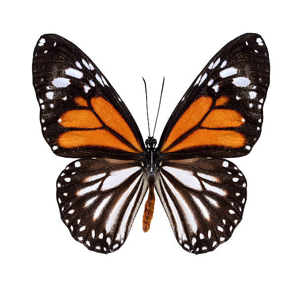 istock Nice White Tiger Butterfly in natural color profile isolated on 469925860
