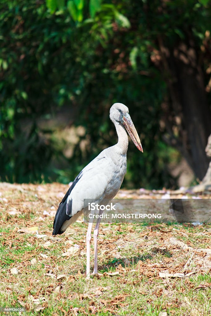 bird Birds eat the waterfront 2015 Stock Photo