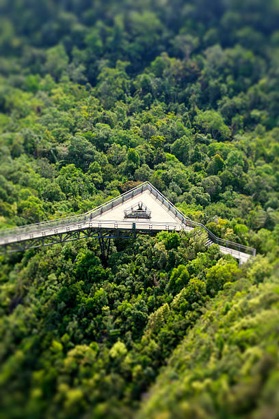 ジャングル plattform 表示 - tropical rainforest elevated walkway pulau langkawi malaysia ストックフォトと画像