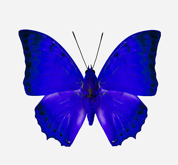 istock Beautiful Blue Butterfly isolated on white background 469926736