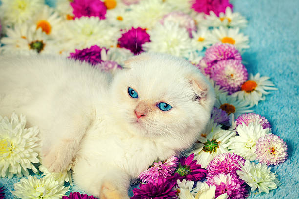 istock Little kitten lying among the flowers 469926818