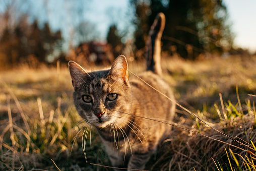 Close-up portrait of a cute cat in sunset