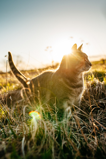 Close-up portrait of a cute cat in sunset